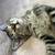 Rescued gorgeous male kitten to good home - fixed with all shots 5 thumbnail