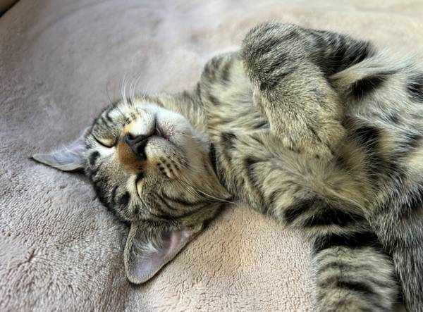 Gatito macho rescatado, castrado y vacunado: podemos entregar (berkeley norte / colinas)63836592237571120