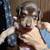 Rehoming Catahoula Pups, please help me find them a home 5 thumbnail