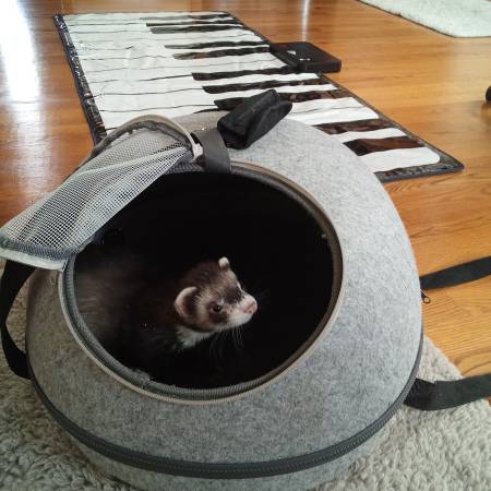 Neutered male ferret (Frederick)63618994993537121
