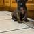 Mastiffs 11 thumbnail
