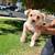 Schnoodle Puppies 4 thumbnail