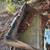 Skid steer  CAT WHEELED 266 B3 5 thumbnail