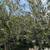 Olive Tree 11 thumbnail