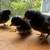 Sexed Female Chicks Bantam Barred Plymouth Rocks Pullets 1 thumbnail