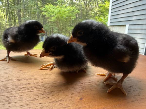 Sexed Female Chicks Bantam Barred Plymouth Rocks Pullets 1