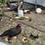 Duckling 3 thumbnail