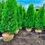 Emerald Green Arborvitae’s For Sale Free Delivery 3 thumbnail