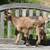 ADGA Nigerian Dwarf Does- Discounted! 7 thumbnail