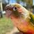conure parrot for adoption + big cage+ food 499 1 thumbnail