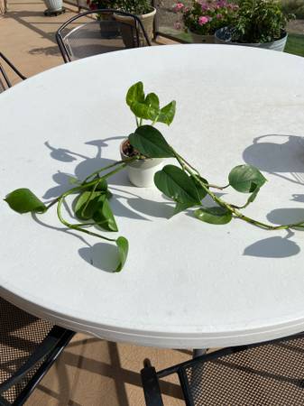 Live Pathos Plant 1