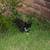 Missing Tuxedo Cat 4 thumbnail