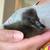 Cayuga Baby Ducklings- Ducks. Rare 1 thumbnail