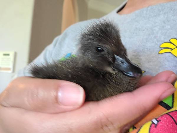 Cayuga Baby Ducklings- Ducks. Rare 1