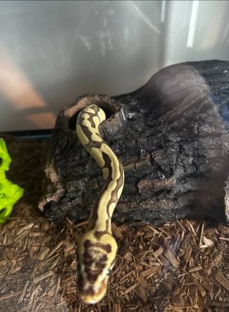 Female ball python (enchi firefly) 1