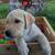 AKC Yellow Lab Rehoming 4 thumbnail