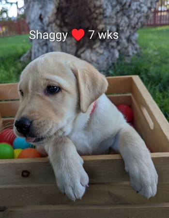 AKC Yellow Lab Rehoming (Tonopah)63907296556162123