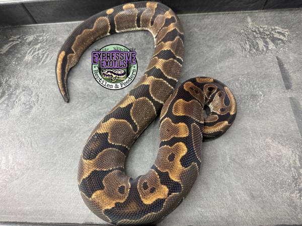 Proven Female Ball Python - 100% dbl het VPI Axanthic / Piebald (Orange Park)63682033335809123