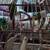 Pineapple Conure's and Cage 3 thumbnail