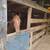 Horse boarding 5 thumbnail
