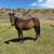 Thoroughbred Mare 8 thumbnail