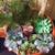 Plants w/Decorative Containers, Staging for Residential or Commercial 9 thumbnail