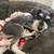 Mini Schnauzer Puppy 3 thumbnail