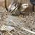 Bantam baby chicks 2 thumbnail