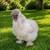 Trade For Quails Mottled Silkie Pen and Zombie Silkie Pen 17 thumbnail