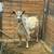 Goats for sale 7 thumbnail