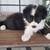 Border Collie male puppy 1 thumbnail