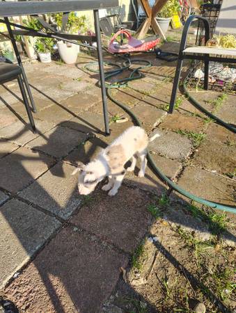 Cachorro mestizo de Chihuahua hembra (Portland)63842371277955121