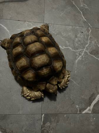 Belgium Tortoise 1