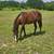 Yearling Quarter pony stud 1 thumbnail
