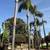 (Gonzalez Bros Tree Services ), Palm and, Trees Trimming Tree services 5 thumbnail