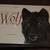 Wolf Empire: An Intimate Portrait Of A Species Hardcover Shrinkwrapped 1 thumbnail