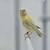 Canaries canarios 12 thumbnail