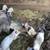Feeder pigs 2 thumbnail