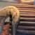 Banana Ball Python Snake Reptile 1 thumbnail