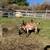 Mini Nubian Bucklings 1 thumbnail
