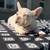 French bulldog 2 thumbnail