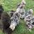 Silkie chicks 14 thumbnail