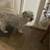 Free Dog, terrier mix 3 thumbnail