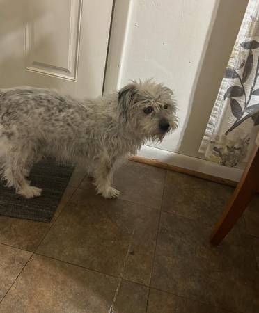 Free Dog, terrier mix (Oak Lawn)63844235222019122