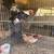 Gallos 12 thumbnail