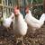 Production egg layers organically raised hens chicks chickens 1 week 1 thumbnail