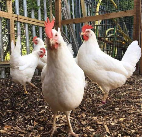 Production egg layers organically raised hens chicks chickens 1 week 1