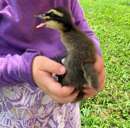 Ducklings 1