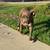 BULLY PIT /  PUP 2 thumbnail