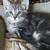 Barn kittens 10 thumbnail